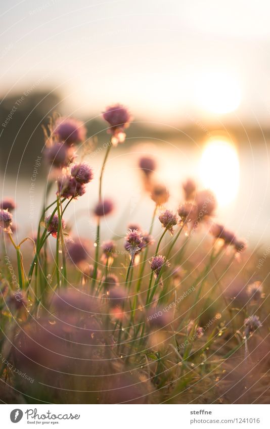 Elbwiese Sonne Sonnenlicht Pflanze Blume Gras Sträucher Seeufer Fluss Romantik Dämmerung Farbfoto Außenaufnahme