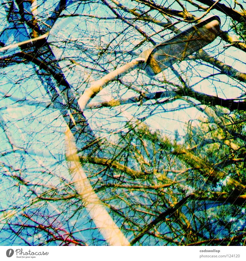 tangled up in blue Straßenbeleuchtung Himmel Windschutzscheibe Scheibenwischer Baum Park windscreen wiper tree sky window