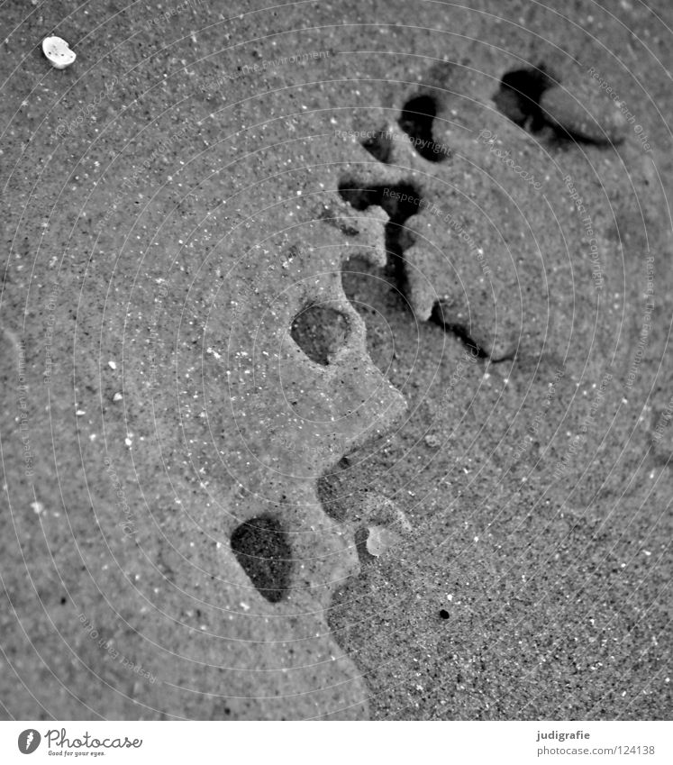 Strand gefroren Muschel Skulptur Meer Küste See Umwelt schwarz weiß grau kalt Winter Ornament Schwarzweißfoto Sand Eis Strukturen & Formen ostsse Nordsee Natur