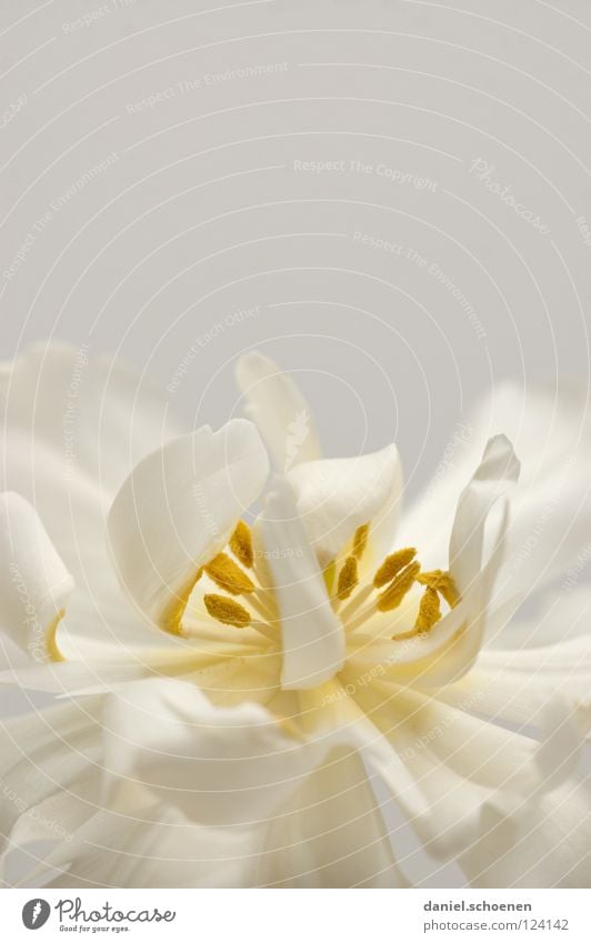 Tulpe (fast monochrom) Frühling Blüte Blume Hintergrundbild Pastellton weiß gelb zart Blütenblatt abstrakt schön grau Makroaufnahme Nahaufnahme Detailaufnahme