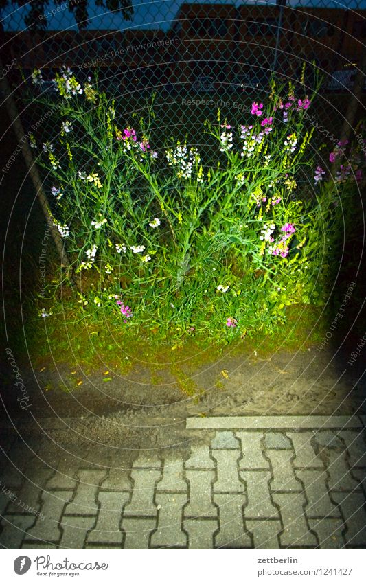 Angeblitzte Wicke Blume Gartenwicke Vicia Schmetterlingsblütler Hülsenfrüchtler Zaun Ranke Blüte Natur Schrebergarten Sommer Stadt Stadtleben Abend Nacht dunkel