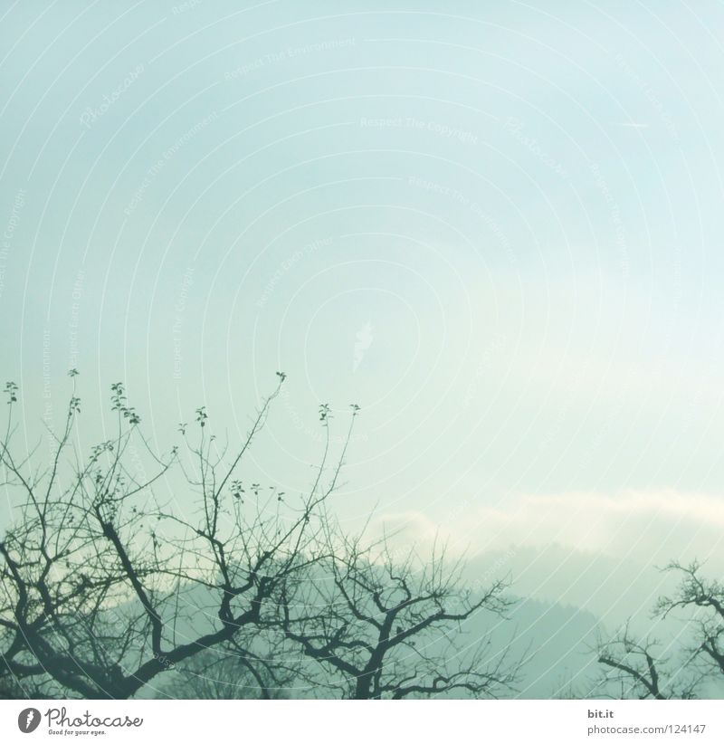 BOSCOP Baum Nebel Himmel Winter kalt eigenwillig Gärtnerei Vordergrund Hintergrundbild weich zart verweht Sandverwehung krumm Tanne Wald Tentakel Schwarzwald