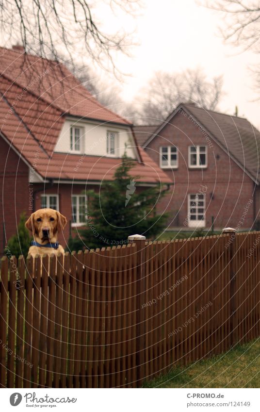 Komm du mir nach Hause... Sehnsucht Sicherheit Hund Postbote Dieb Zaun Vorstadt Einfamilienhaus Vorgarten freilaufend Ankunft wiederkommen Besitz