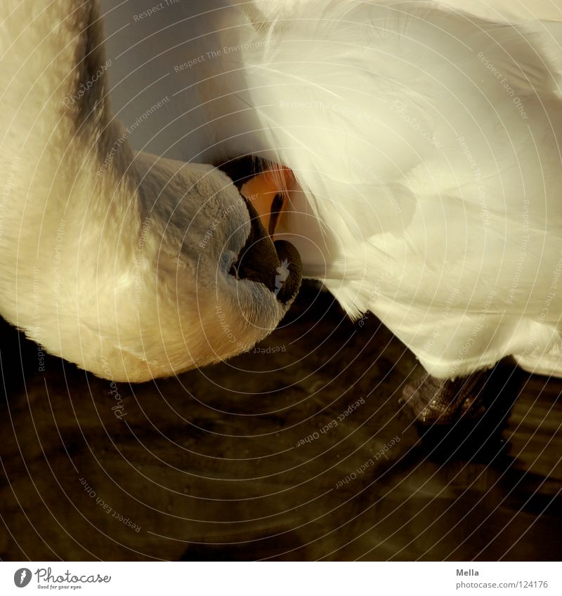 Waschtag Schwan Schnabel Feder stehen Reinigen Vogel Wasser Detailaufnahme Fuß über Kopf Geschwindigkeit Hals Schwanenhals