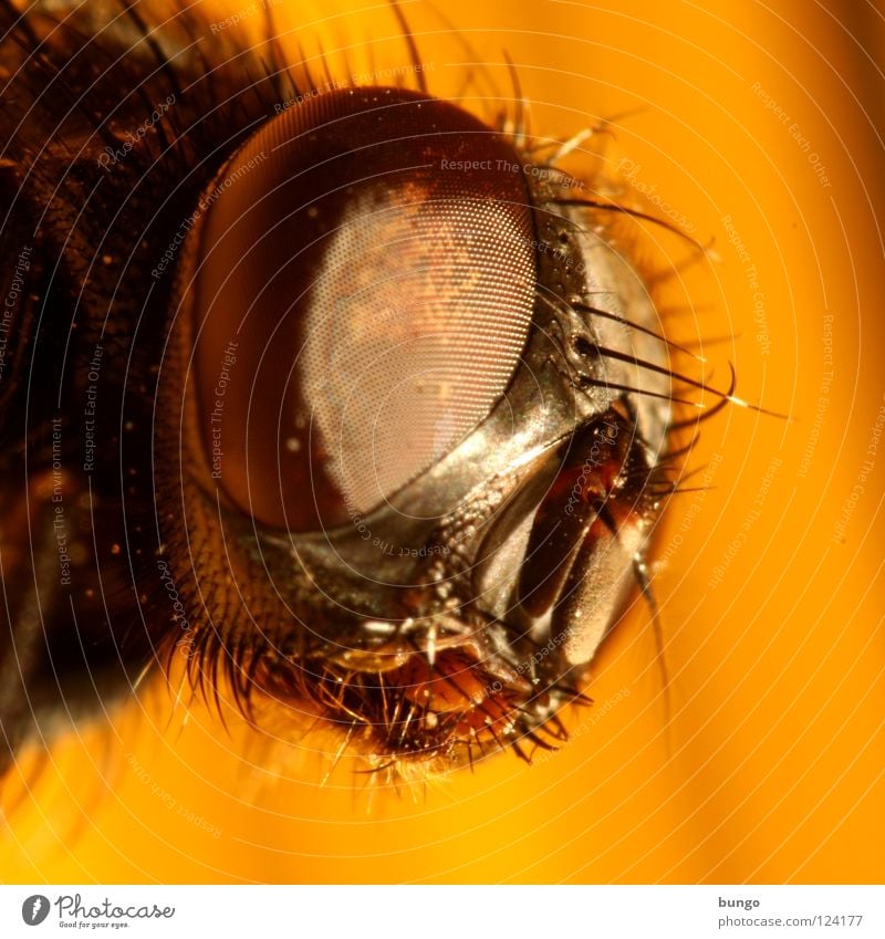 Facettenreich Facettenauge Mandibel Insekt nah Tier Blick Intuition Wachsamkeit Makroaufnahme Nahaufnahme Fliege Auge Detailaufnahme