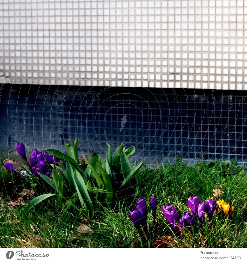 urban spring Blume Krokusse violett gelb Frühblüher Stein Mauer schwarz weiß Wiese Gras grün Frühling U-Bahn krokuss Mosaik Blühend bayrischer platz