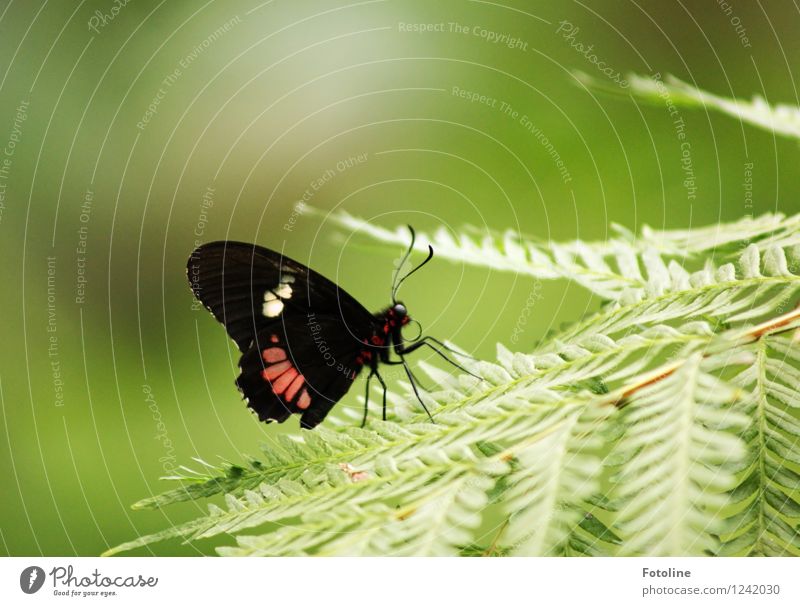 Verschnaufpause Umwelt Natur Pflanze Tier Sommer Farn Schmetterling Flügel 1 frei nah natürlich grün rot schwarz Farbfoto mehrfarbig Außenaufnahme Nahaufnahme