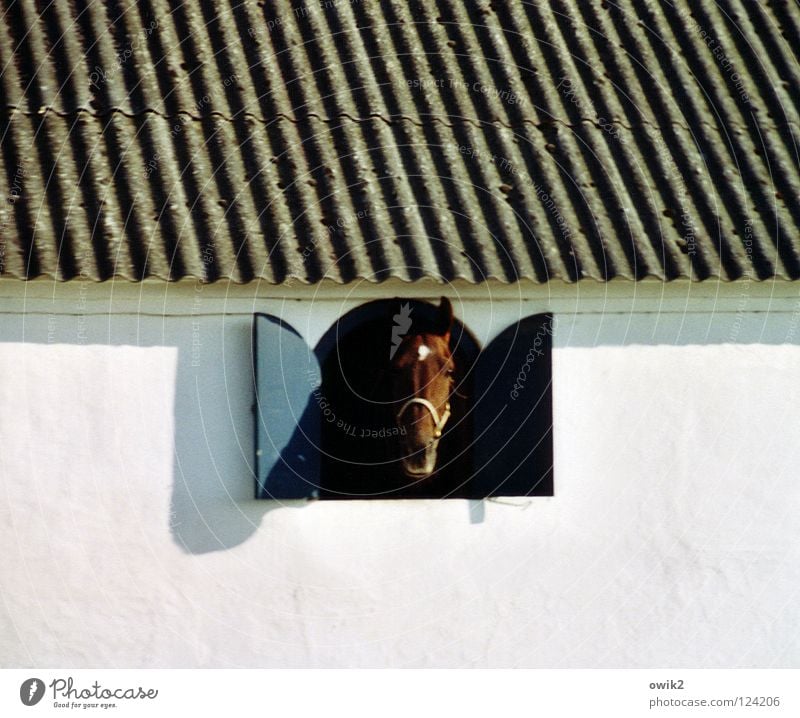 Moin Tier Mauer Wand Fassade Fenster Dach Stall Pferdestall 1 Blick Neugier weiß Gruß Wellblech Pferdezucht Säugetier Schädel Mitte Überraschung gegenüber