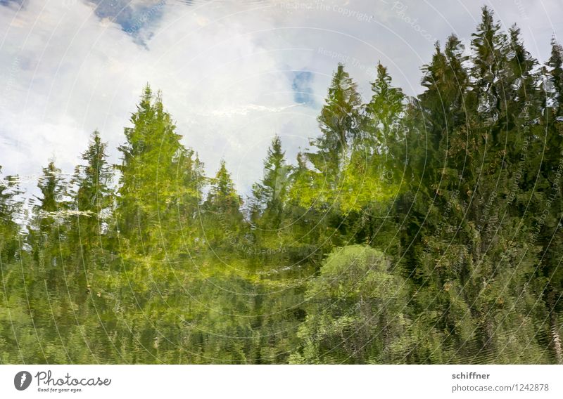 Feuchte Fata Morgana Umwelt Natur Wasser Pflanze Baum Wald Teich See grün Tanne Reflexion & Spiegelung Wolken Hintergrundbild falsch gemalt Luftspiegelung