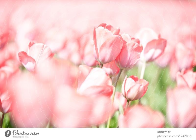 Kindheitserinnerung | Tulpenteppich Pflanze Blume Blüte rosa Tulpenfeld Tulpenblüte Niederlande ausgebleicht Außenaufnahme Menschenleer High Key