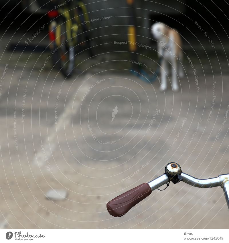 Heimkommen | Na los jetzt! Mauer Wand Verkehrswege Wege & Pfade Fahrrad Fahrradklingel Fahrradlenker Tier Hund stehen warten Müdigkeit rebellieren Zeit