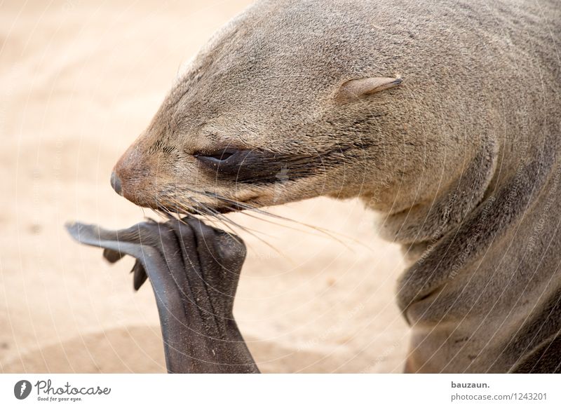 stinkefüße. Gesundheit Behandlung Ferien & Urlaub & Reisen Tourismus Ausflug Sightseeing Sommer Strand Natur Erde Sand Namibia Afrika Wildtier Tiergesicht