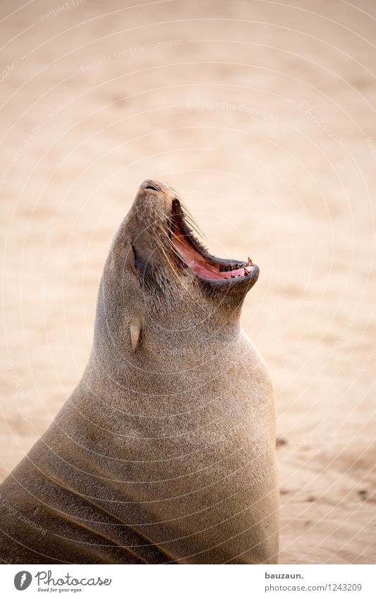 morgähn. Sinnesorgane Erholung ruhig Meditation Ferien & Urlaub & Reisen Tourismus Ausflug Sightseeing Sommer Strand Erde Sand Namibia Afrika Tier Robben 1