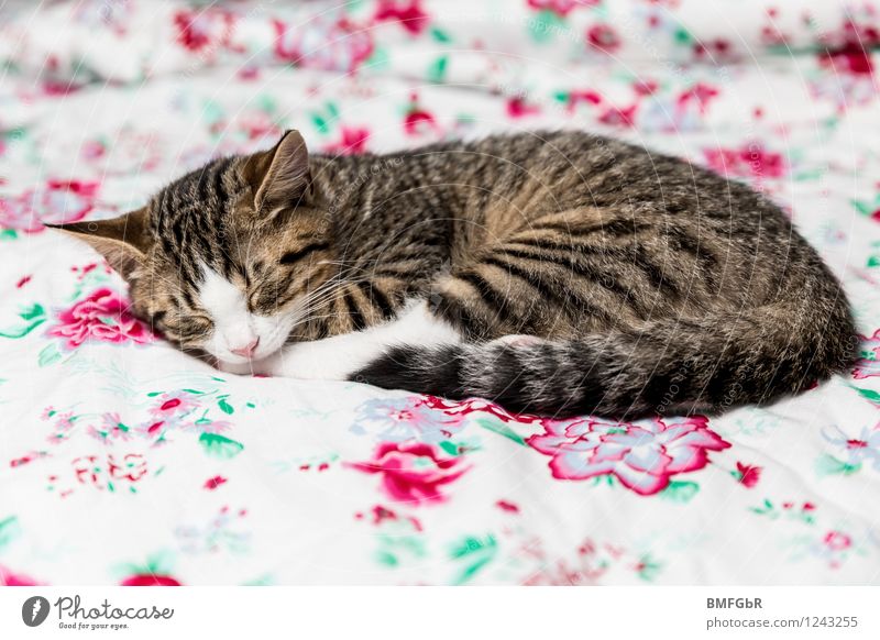 Kuscheliges harmonisch Wohlgefühl Zufriedenheit Erholung ruhig Häusliches Leben Wohnung Haus Traumhaus einrichten Bett Schlafzimmer Tier Haustier Katze