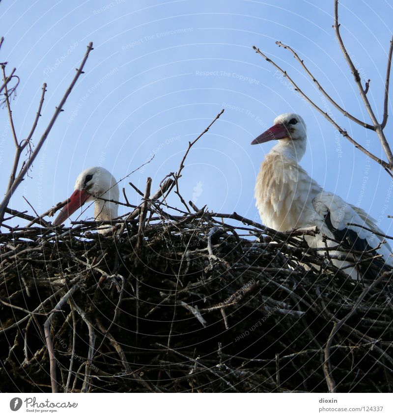 Babylieferservice, Mitarbeiterproduktion Storch Weißstorch Schreitvögel Zugvogel Schnabel Wolken Vogel Nachkommen Nest Sträucher Nestwärme Geburt Geborgenheit