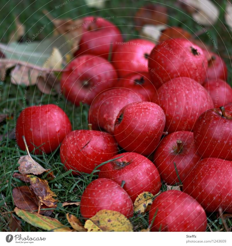 ein Wintervorrat an Äpfeln Apfel Apfelernte rote Äpfel Obsternte Fallobst Vorrat Erntezeit Gartenobst Oktober Oktoberlicht Herbstgefühle Herbststimmung