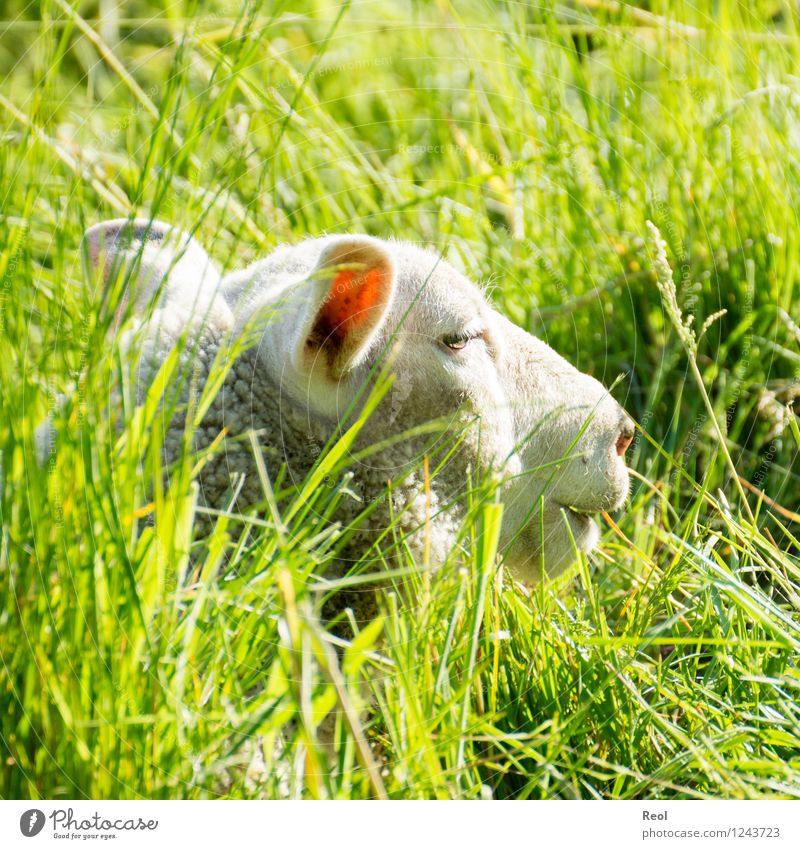 Sonniges Versteck Natur Tier Schönes Wetter Wiese Weide Landwirtschaft Tierzucht Nutztier Schaf 1 grün weiß Sonne verstecken hoch Gras liegen ruhig Geborgenheit