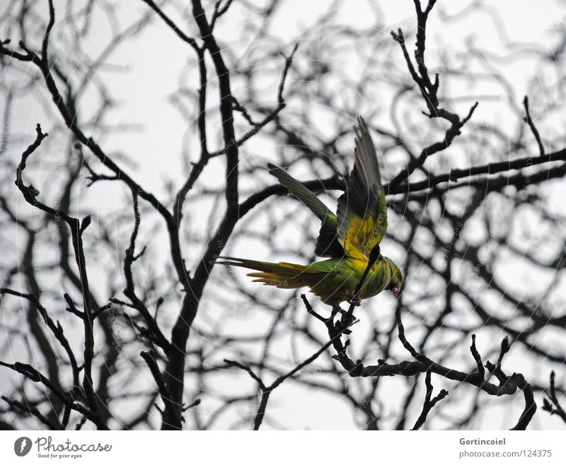 Auf dem Friedhof Winter Natur Baum Wildtier Vogel Flügel fliegen frei trist gelb grün Farbe Papageienvogel Schnabel Abheben Ast Zweig Feder Halsbandsittich