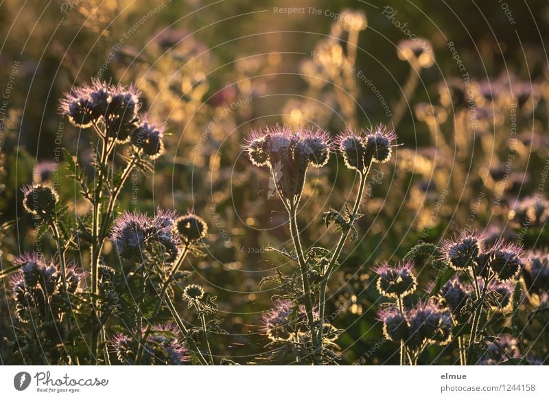 bevor das Summen versiegt Natur Sommer Schönes Wetter Pflanze Blume phacelia Bienenweide Büschelblume Rainfarn-Phazelie Feld Traumwelt Gegenlicht Lichtsaum