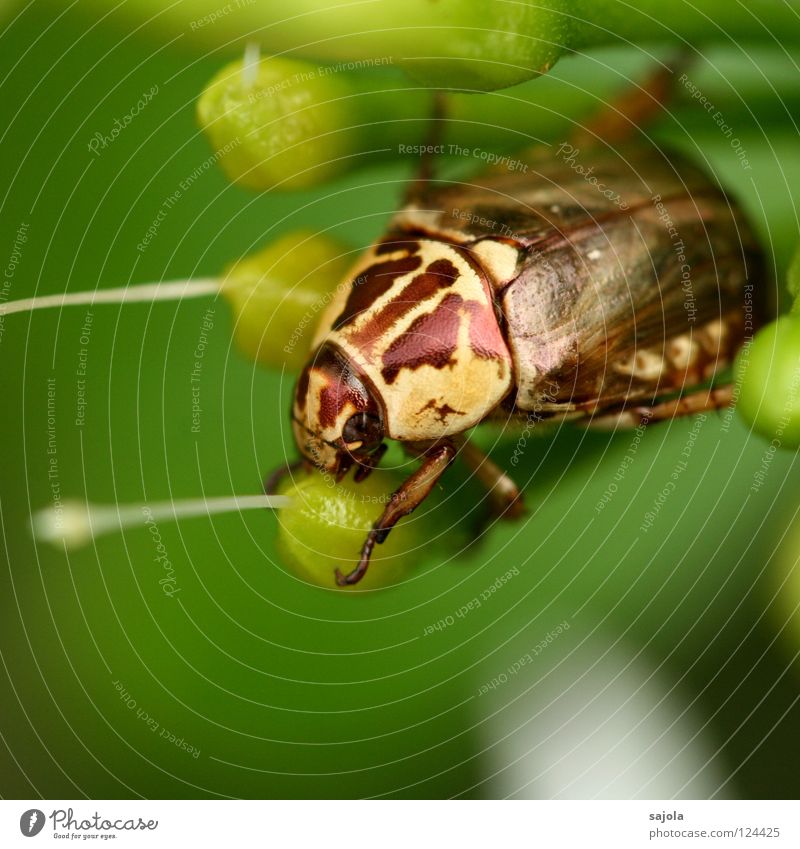 beetle Tier Urwald Käfer glänzend braun gelb grün Insekt schillernd Asien gepanzert Botanischer Garten Nahaufnahme Makroaufnahme Blüte