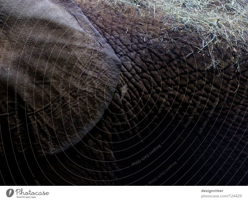 Grasnarbe Leder dunkel schwarz Tier Elefant hören Gehörsinn Elefantenohren verletzen Schutz Sicherheit ignorieren privat Privatsphäre Pore Gemälde Tasche
