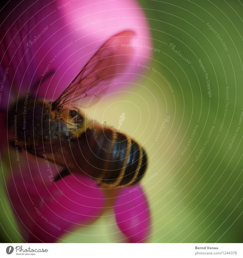 auf arbeit Garten Arbeit & Erwerbstätigkeit Pflanze Blüte Behaarung Biene Flügel klein grün rosa schwarz Insekt ansammeln Honig Nektar Pollen durchsichtig