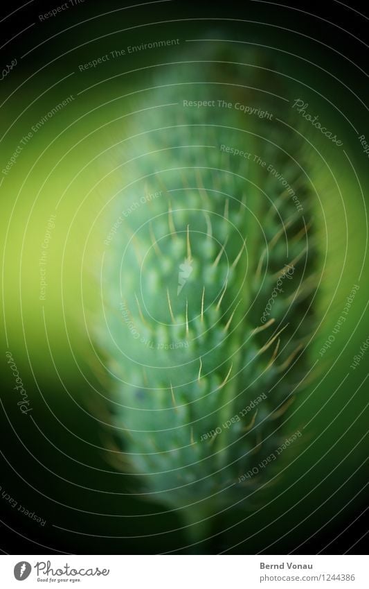 Kapsel Natur Pflanze Blume grün schwarz Mohnkapsel Oval fein geschlossen Wachstum Behaarung Farbfoto Außenaufnahme Makroaufnahme Experiment Menschenleer Tag