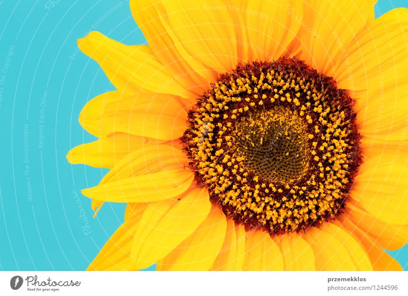 Nahaufnahme der Sonnenblume Sommer Pflanze Blüte hell blau gelb Natur horizontal eine Frühling Single Farbfoto Außenaufnahme Menschenleer Textfreiraum links