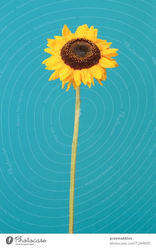 Sonnenblume Sommer Pflanze Blüte dünn blau gelb eine Frühling vertikal Single Nahaufnahme Menschenleer Vorderansicht