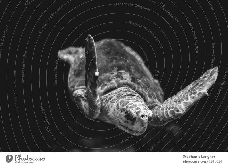 Schildkröte Aquarium Schwimmen & Baden Wasserschildkröte fliegen Ozeaneum Schweben Ruhe alt Schwarzweißfoto Unterwasseraufnahme Menschenleer Freisteller
