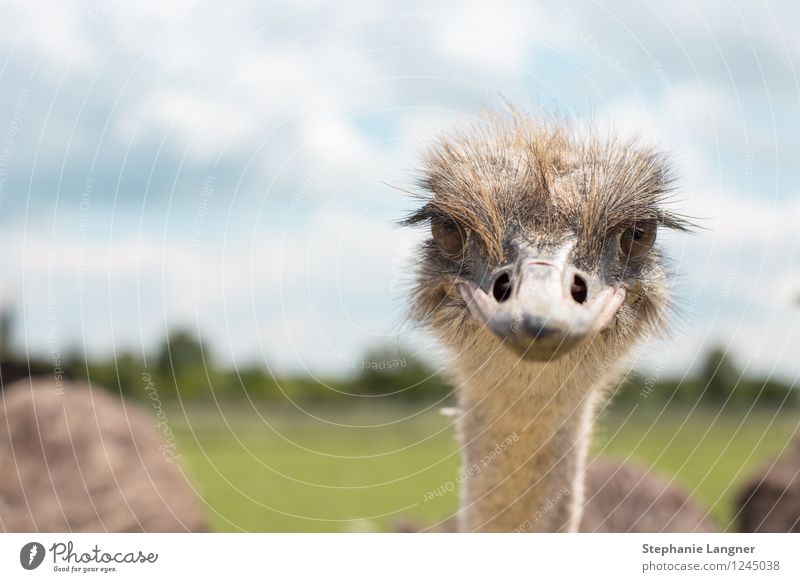 Strauß Nutztier Vogelstrauß Blick Neugier Misstrauen zynisch lachen Farbfoto Menschenleer Textfreiraum links Tag Zentralperspektive Tierporträt