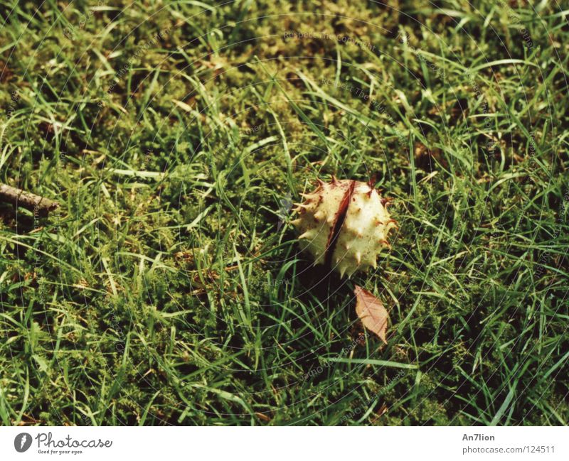 1 Akt Herbst Gras grün Kastanienbaum Bodenbelag Stachel Cupula
