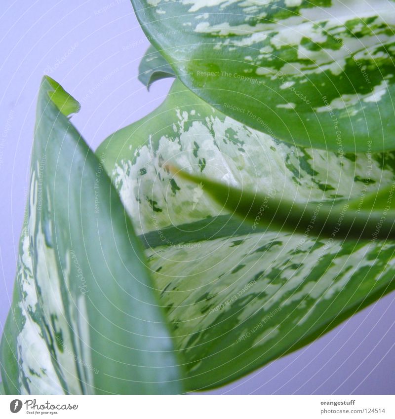 Selbstgespräch Pflanze grün Zimmerpflanze Blatt Zufriedenheit Dekoration & Verzierung Wohnzimmer Dieffenbachia leaf content