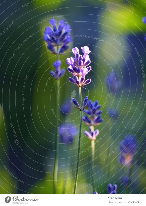 Sommer pur Natur Pflanze Sonnenlicht Schönes Wetter Blume ästhetisch Duft natürlich positiv schön blau violett Warmherzigkeit ruhig elegant einzigartig Lavendel
