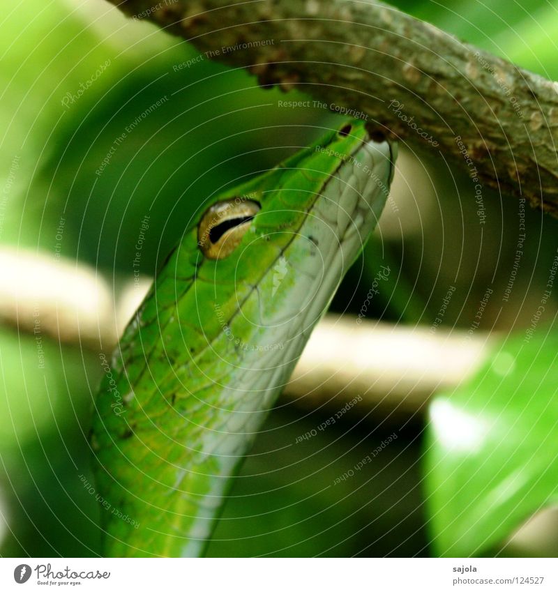 baumkuss Tier Baum Schlange grün Natter Reptil Rückzug Singapore Asien Schlitz peitschennatter Gift Botanischer Garten Farbfoto Außenaufnahme Nahaufnahme