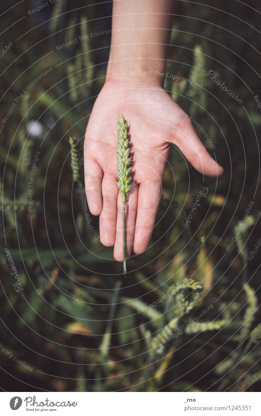 auf ein Korn Getreide Ernährung Hand Finger Natur Pflanze Sommer Gras Weizen Weizenähre Weizenkörner Weizenfeld Ähren Feld natürlich grün Farbfoto Außenaufnahme