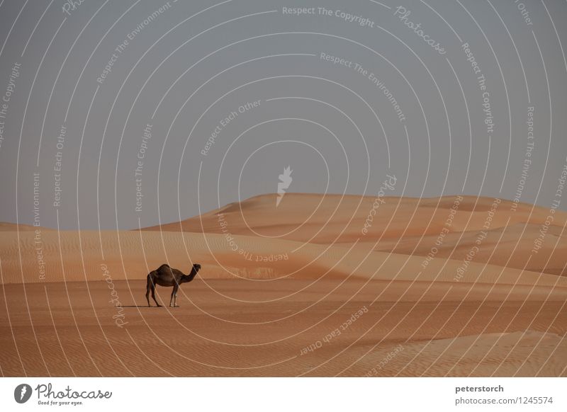 das einsame Kamel Ferien & Urlaub & Reisen Ferne Landschaft Sand Wolkenloser Himmel Wüste Nutztier Dromedar 1 Tier frei Unendlichkeit heiß ruhig Fernweh