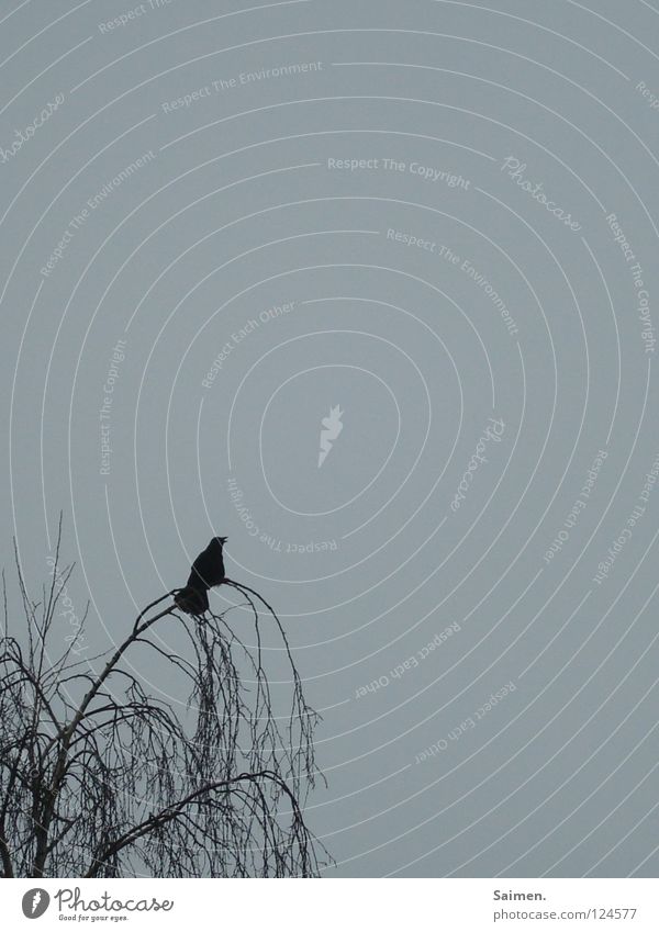 alleine abhängen Krähe schwarz Baum Vogel Langeweile Einsamkeit Erholung Denken Außenaufnahme langsam blau Himmel nachdenken Natur ruhig