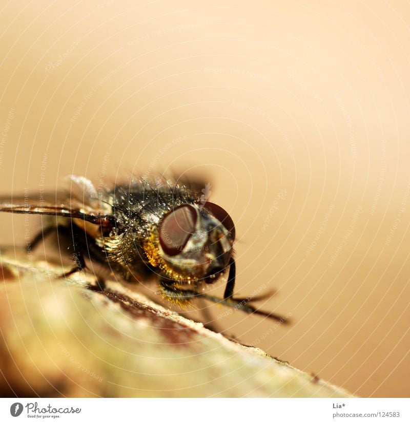 Die Fliege Stechmücke Insekt Facettenauge Biologie klein krabbeln Reinigen beige Plage Plagegeist Makroaufnahme Nahaufnahme Flügel fliegen Luftverkehr