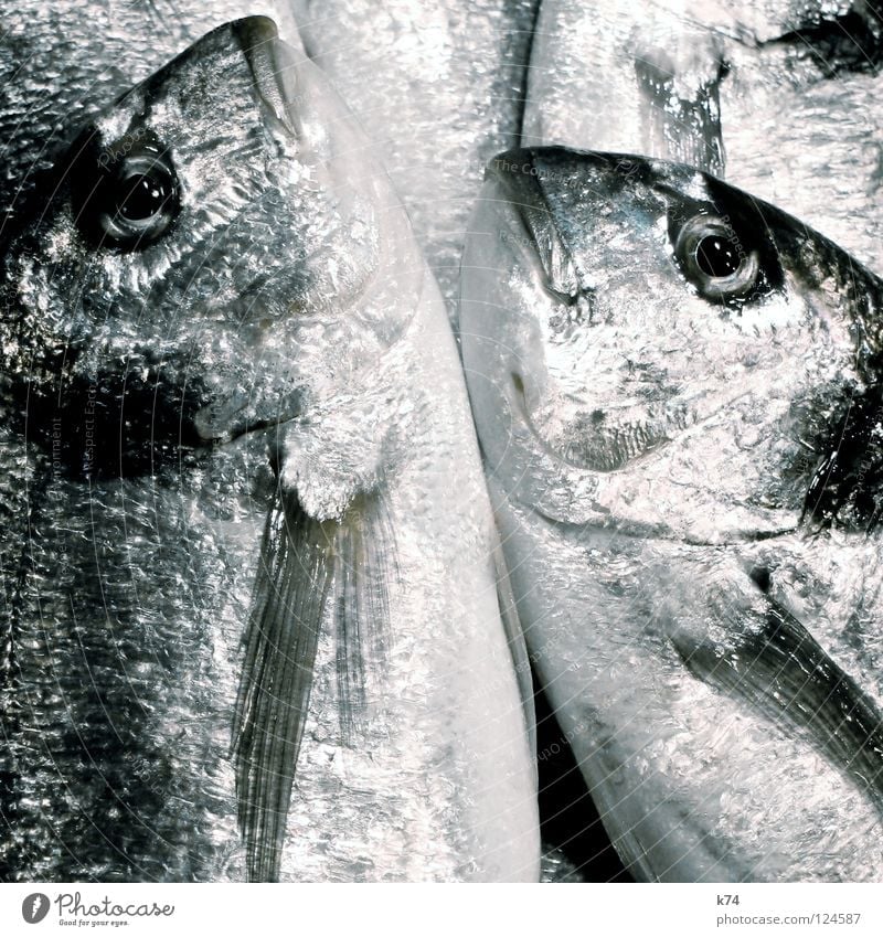 DORADE Dorade Fischmarkt Fischereiwirtschaft glänzend Meer kochen & garen Sushi Chrom Ernährung bauchen frische Fische fischt Fischers Fritz Fischauge fish