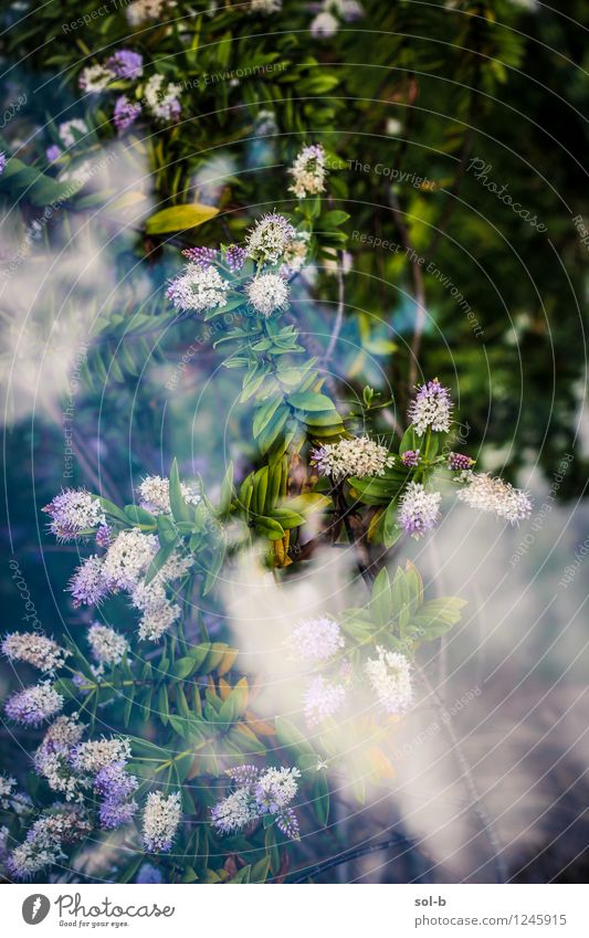 jstnghplntfrmlkng exotisch Wellness harmonisch Garten Umwelt Natur Pflanze Himmel Wolken Blume Sträucher Glas ästhetisch Duft schön natürlich wild Farbfoto