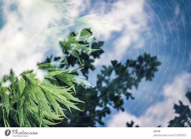 smplglssrflctntw Erholung Sommer Garten Umwelt Natur Pflanze Urelemente Himmel Wolken Schönes Wetter Grünpflanze Wildpflanze Glas ästhetisch frisch Gesundheit