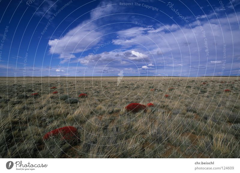 Die Pampa Panorama (Aussicht) Argentinien Südamerika Ferne einsame Blumen Graslandschaft Weide Wolkenstimmung groß