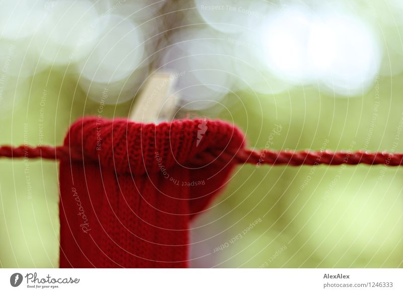 pZ3 | rote Socke Pflanze Schönes Wetter Strümpfe Seil Wolle nass trocknen aufgehängt Außenaufnahme Klammer Wäscheklammern Sozialismus Einzelgänger hängen