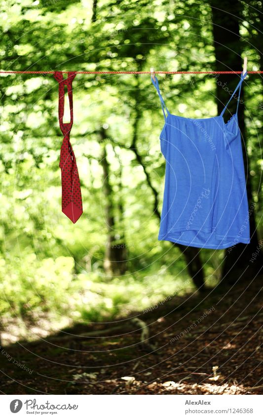 pZ3 | Koalition Ausflug Pflanze Schönes Wetter Baum Wald Krawatte Top Wäscheleine hängen Kommunizieren elegant Zusammensein trendy nah rebellisch blau grün rot