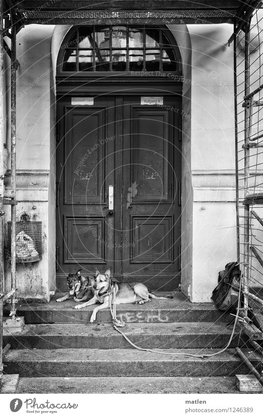 750 Stadt Menschenleer Haus Tor Mauer Wand Fassade Tür Tier Haustier Hund 2 schwarz weiß selbstbewußt Schäferhund Rucksack Hundeleine lang Papierkorb Baugerüst