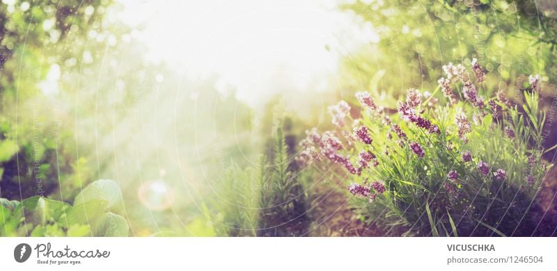 Sonniger Garten mit Lavendel Stil Design Sommer Natur Pflanze Sonne Sonnenaufgang Sonnenuntergang Sonnenlicht Frühling Herbst Schönes Wetter Baum Blume Gras
