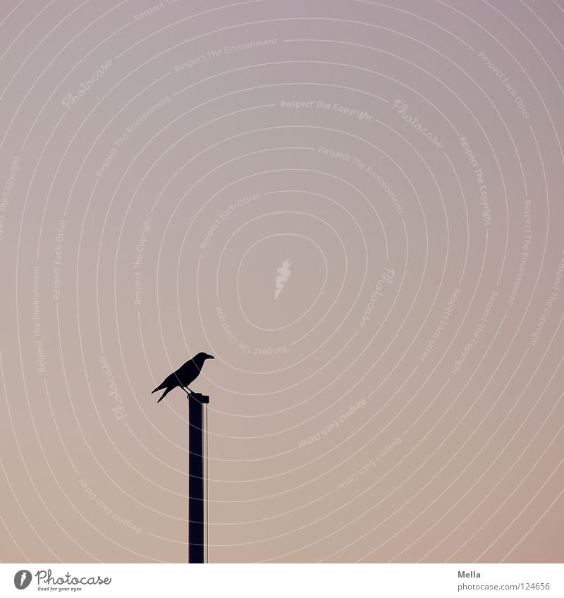 Wächter Vogel Krähe Rabenvögel Aaskrähe Fahnenmast hocken Blick Aussicht einzeln Einsamkeit sehr wenige leer ruhig Dämmerung Pastellton Silhouette Himmel Park