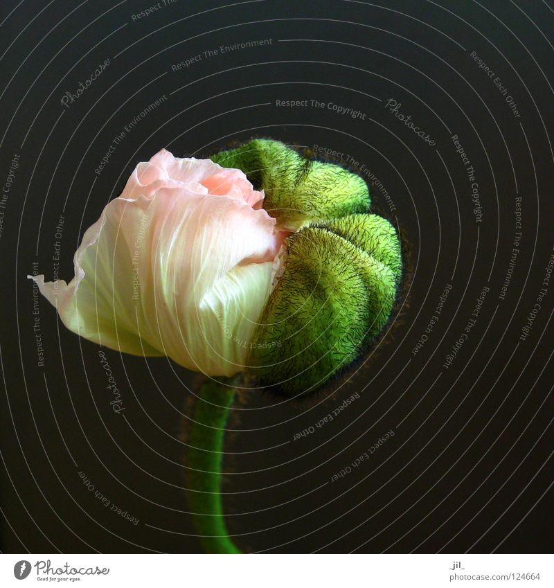 mohn - entfalten: zwischen zwei welten Mohn Mohnblüte Blume Pflanze aufmachen rund rosa gelb grün khakigrün grau schwarz schön Kugel Übergang