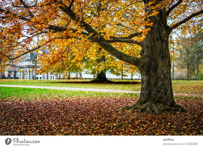 Bunt fürs Leben Landschaft Herbst Baum Bayreuth Wärme Herbstlaub Baumstamm herbstlich mehrfarbig Farbfoto Außenaufnahme